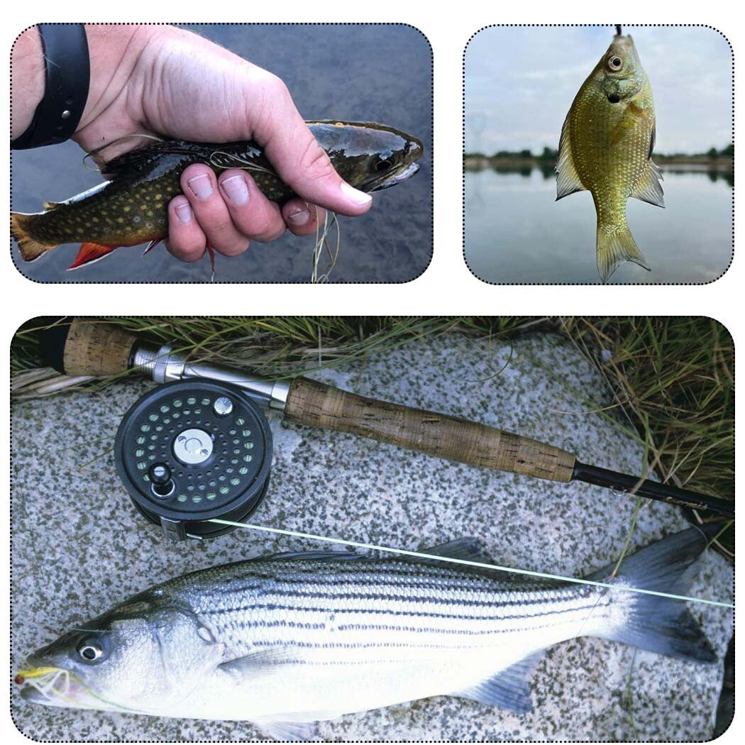 Fly Fishing Flies Collection Kit - Multiple Styles and Sizes for Trout & More