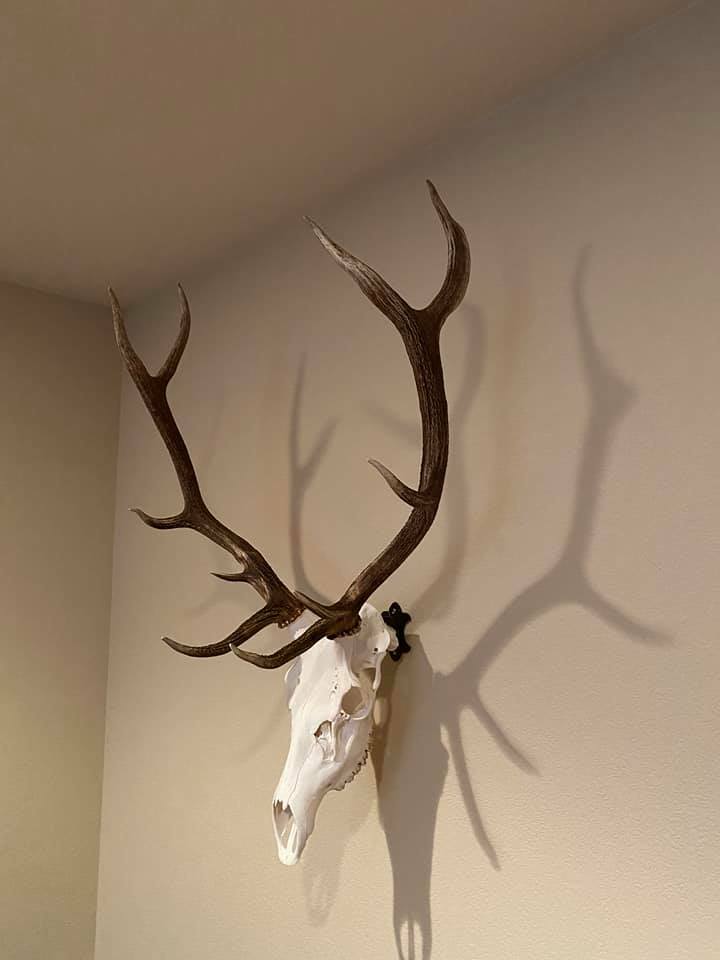 Heavy Duty Skull Hanger Bracket for Buffalo, Elk, Moose, Cattle Displays