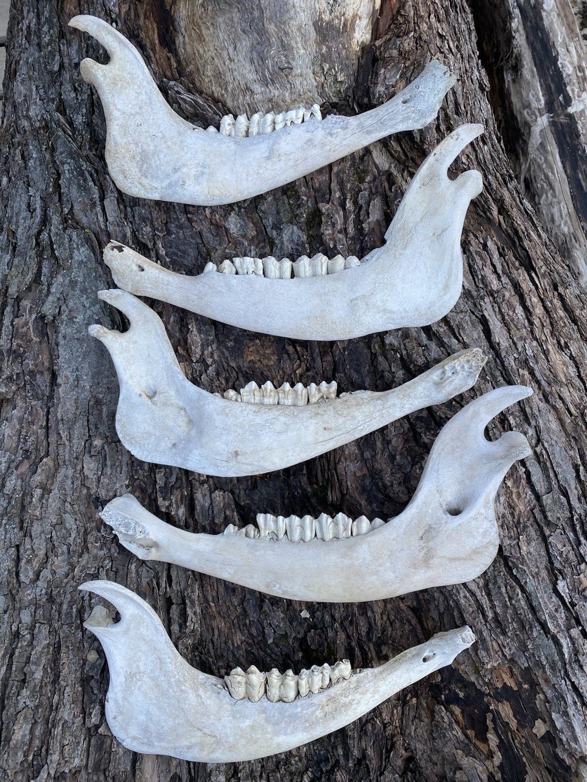 Large Buffalo/Bison Jaw Bones Log Cabin Decor - 16 Inches