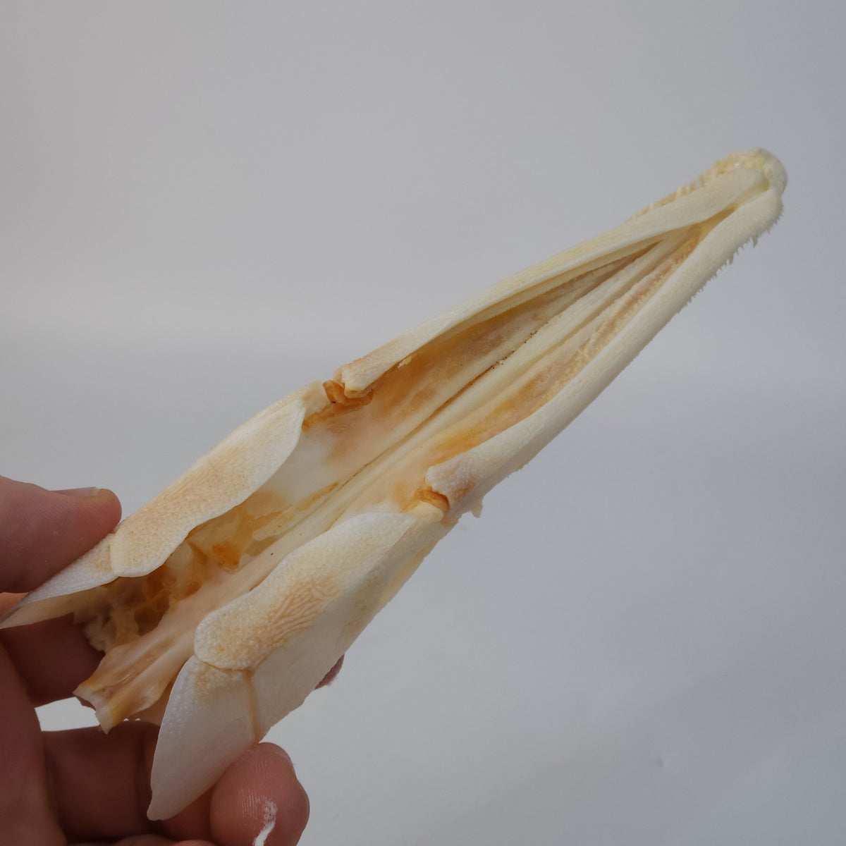 Real Spotted Gar Skull - Lepisosteus Oculatus - Decorative Fish Skull