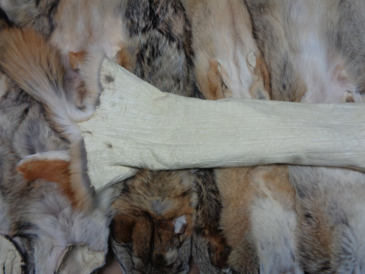 Prime Tanned Coyote Hide - XXL/XL Semi-Heavy Fur with Full Tail for Crafts & Taxidermy