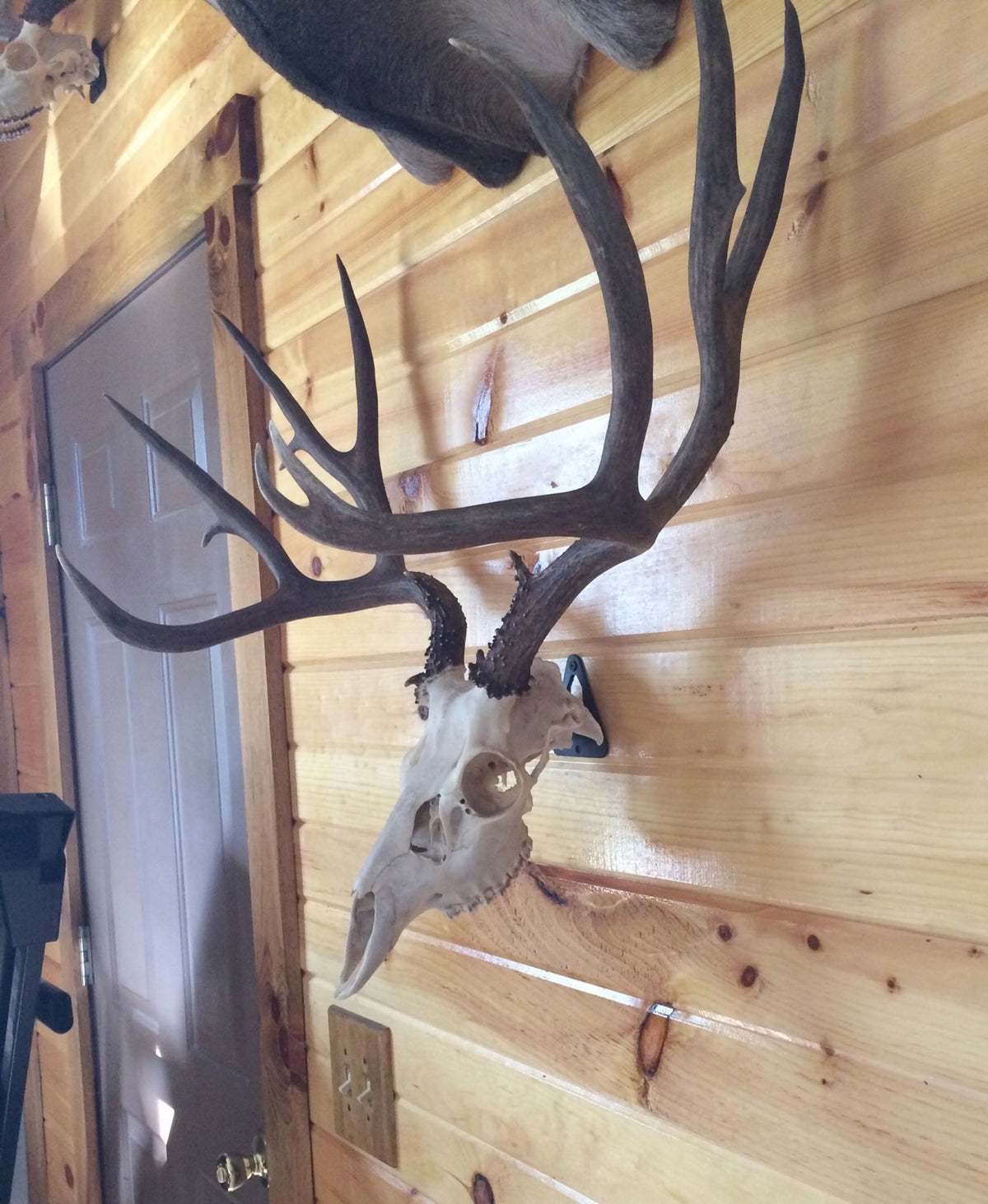 European Skull Mount Hanger - Deer Trophy Wall Hook for Taxidermy