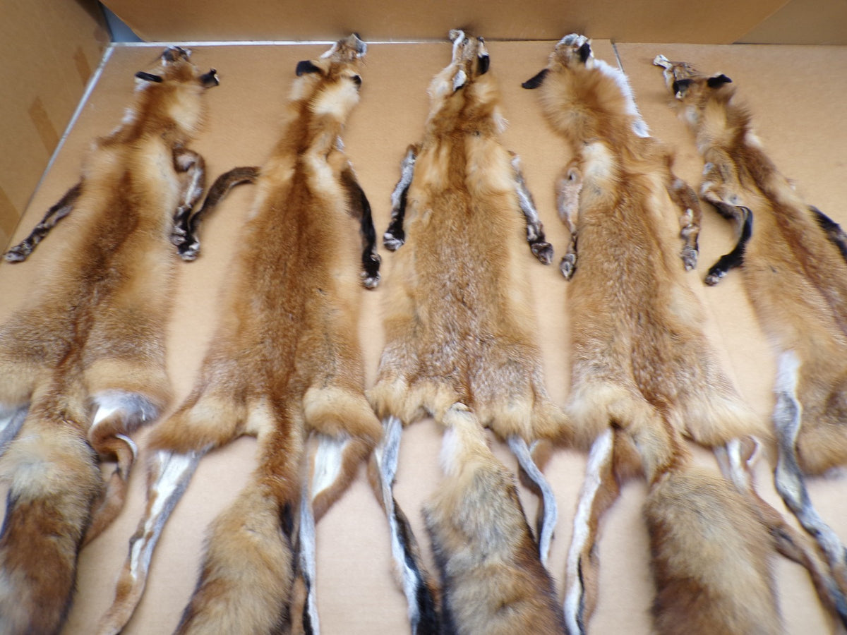 Red Fox Fur Hides with 4 Feet Attached - Tanned Wall Decor & Craft Material