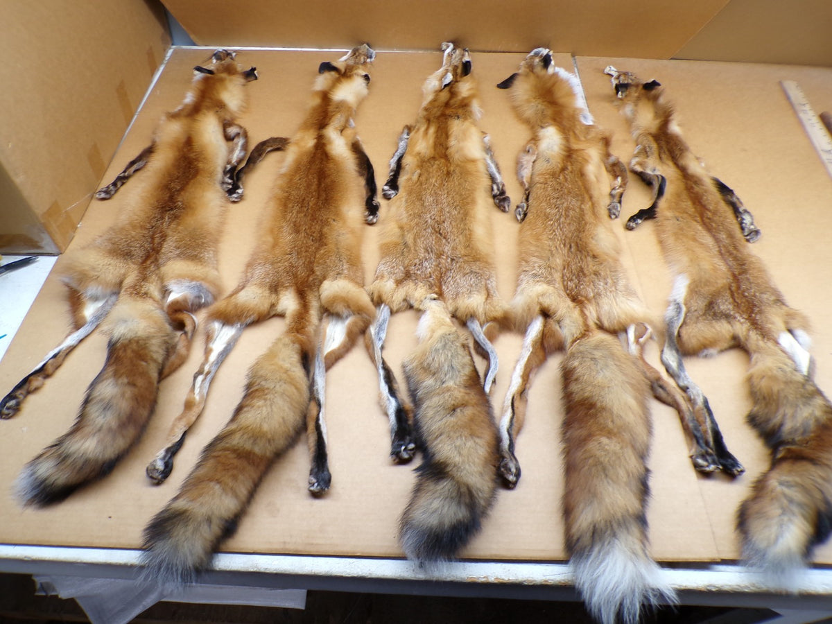 Red Fox Fur Hides with 4 Feet Attached - Tanned Wall Decor & Craft Material