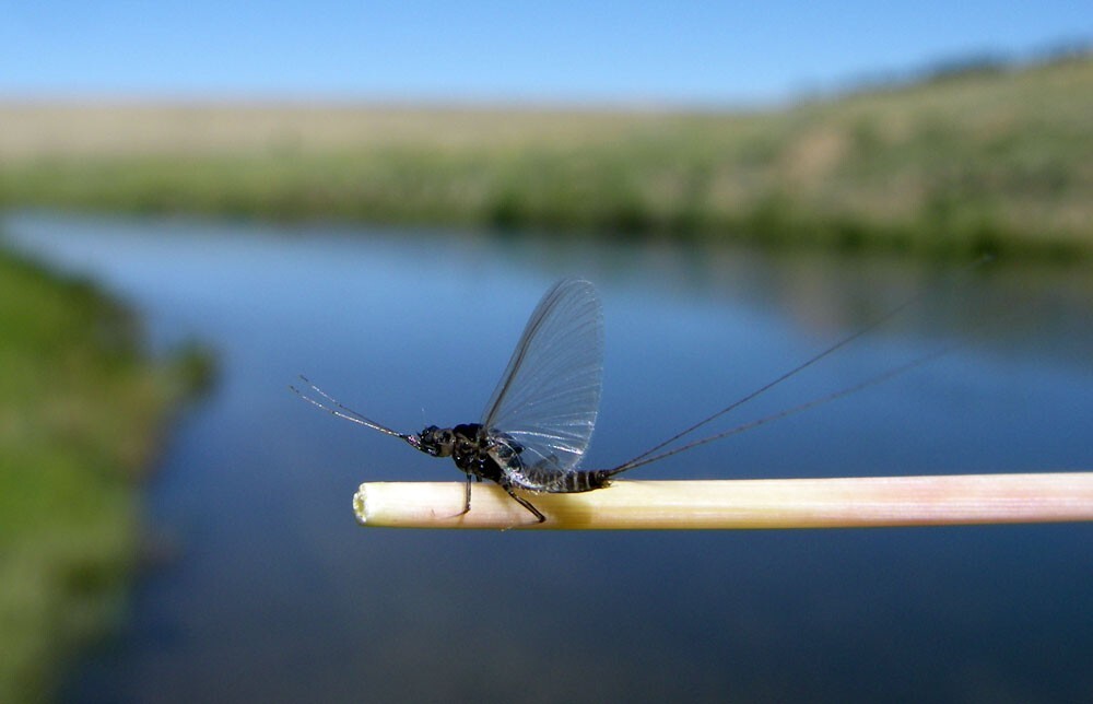 Fly Fishing Flies - Half Dozen Premium Foam Wing RS-2 Black #22
