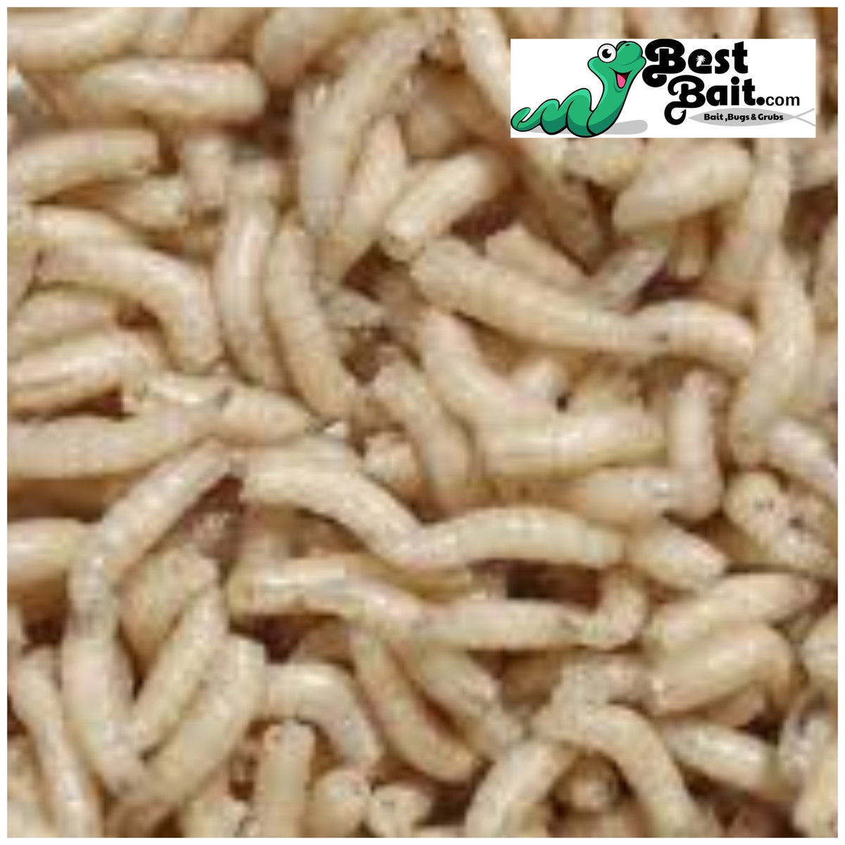 Live Fly Larvae Bait - Maggots for Fishing & Reptiles, 250-5000 Count