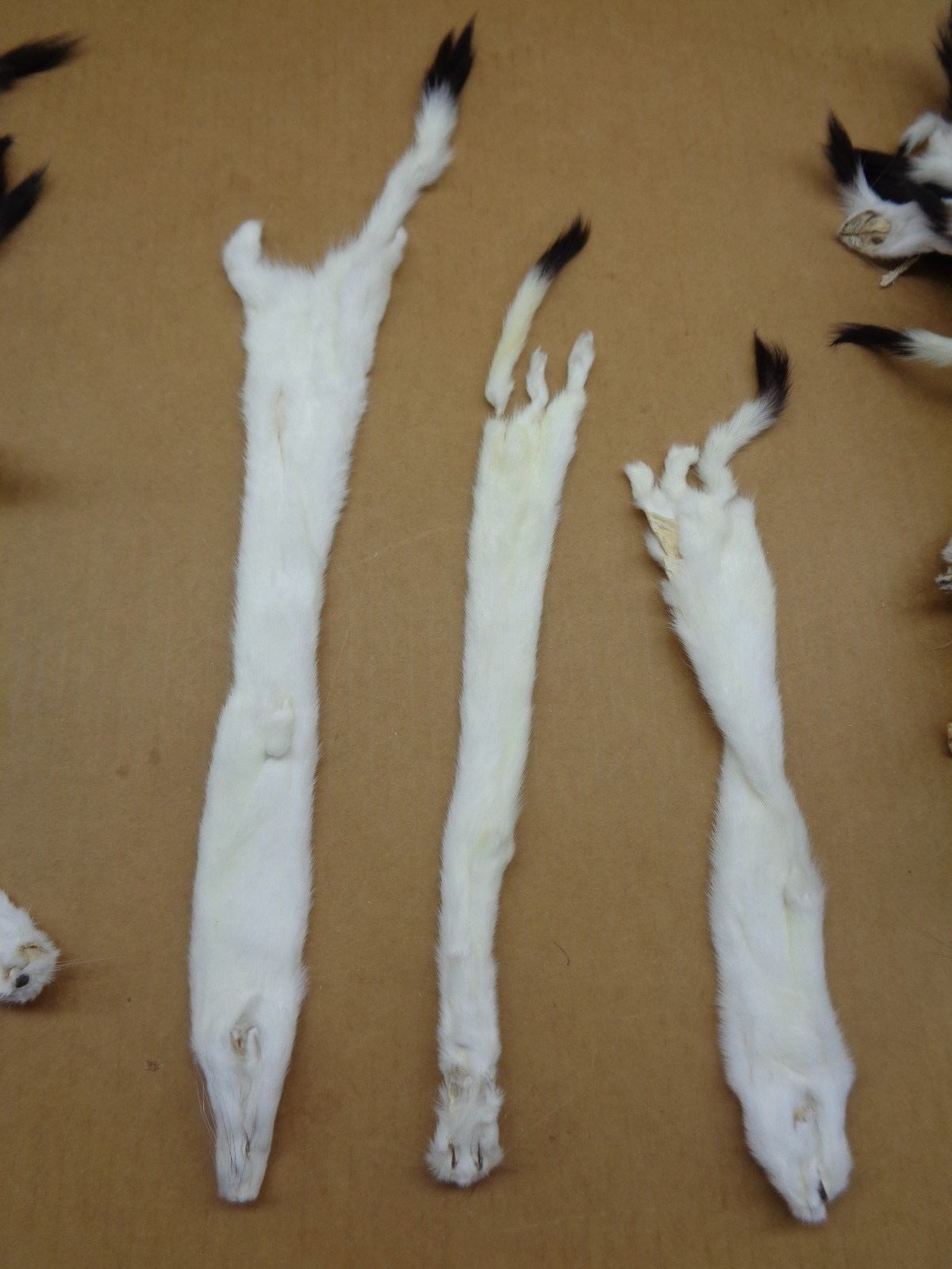 Tanned Ermine Fur with Full Tail for Crafting Wall Decor & Stocking Stuffers