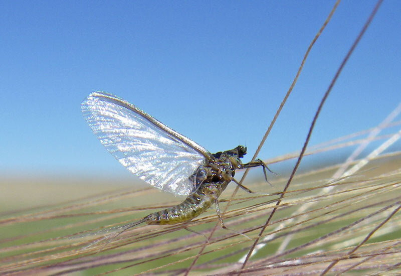 Premium Trout Fly Fishing Flies - UV Black Nymph Emergers, Guide Flies