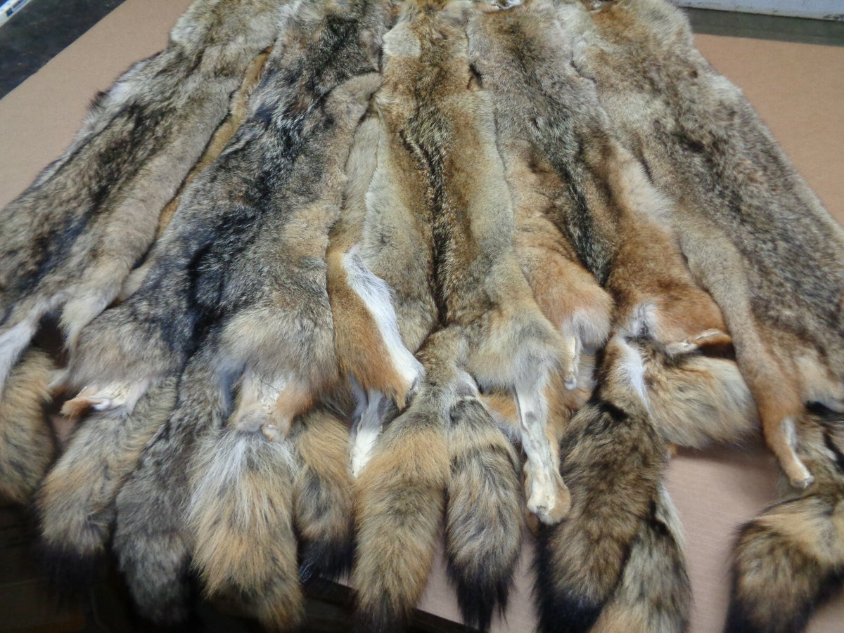 Prime Tanned Coyote Hide - XXL/XL Semi-Heavy Fur with Full Tail for Crafts & Taxidermy