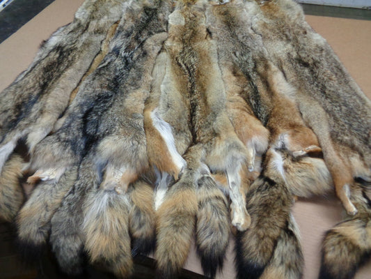 Prime Tanned Coyote Hide - XXL/XL Semi-Heavy Fur with Full Tail for Crafts & Taxidermy