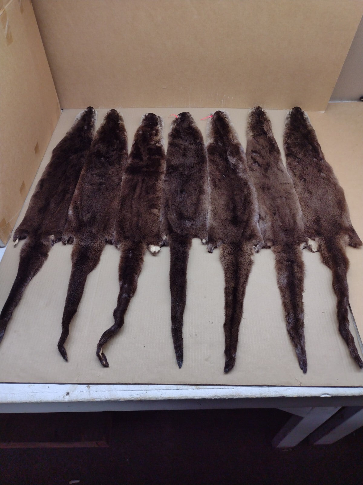 North American River Otter Pelt - Tanned XL #1 Grade Fur for Crafts & Decor
