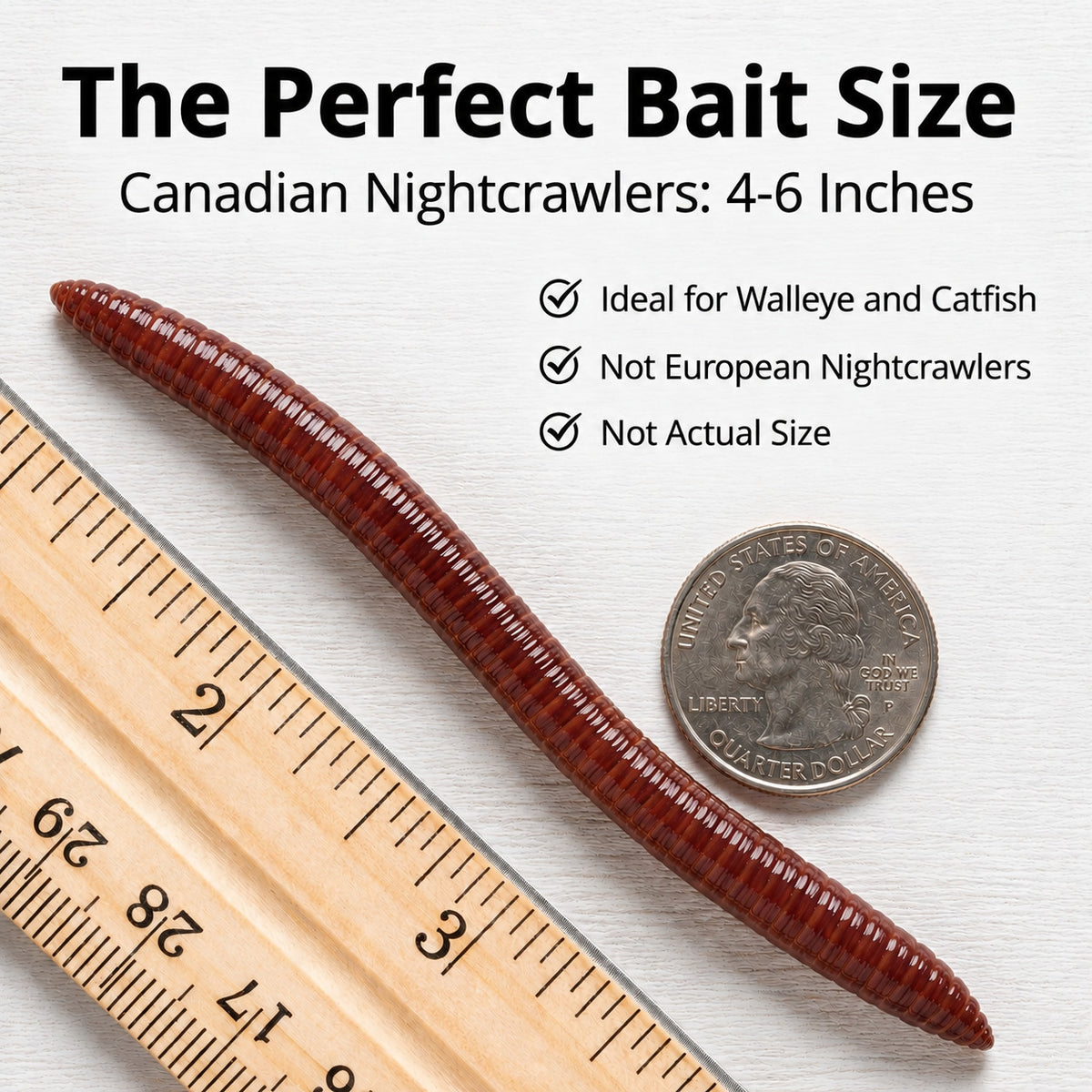 Canadian Nightcrawlers Live Bait - Multiple Sizes & Count Options for Fishing & Reptiles