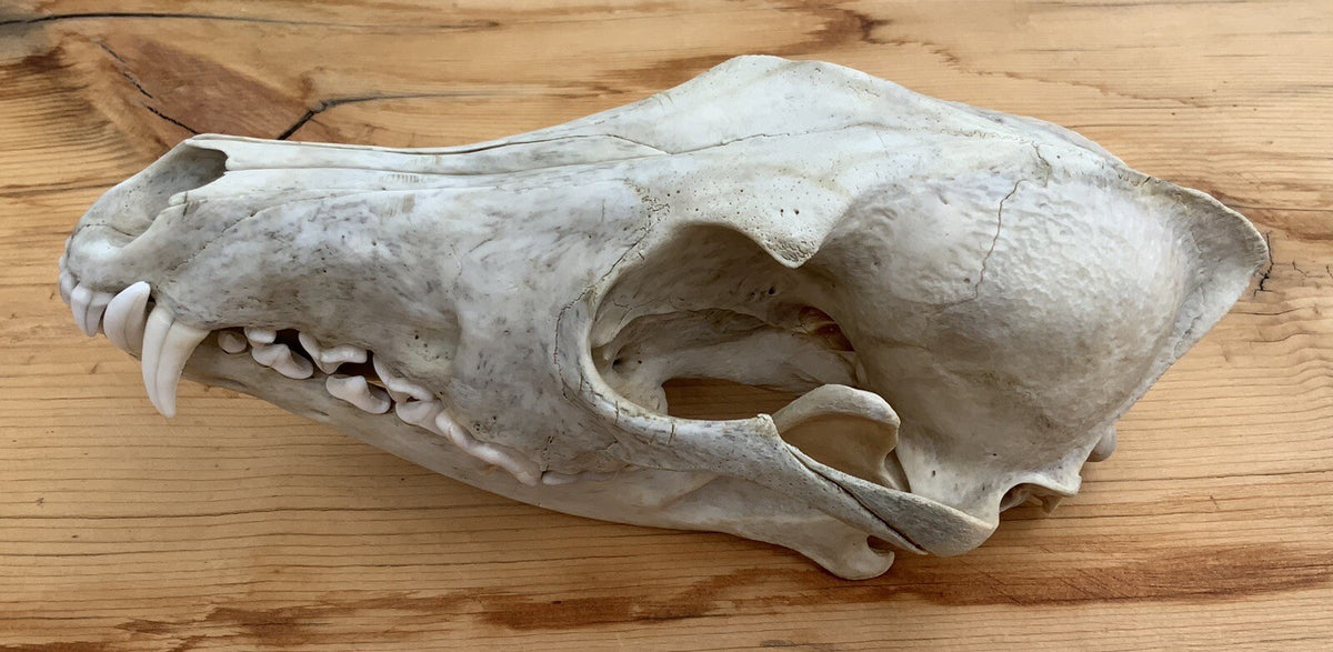 Authentic Montana Coyote Skull - Nature Cleaned, Real Taxidermy Display