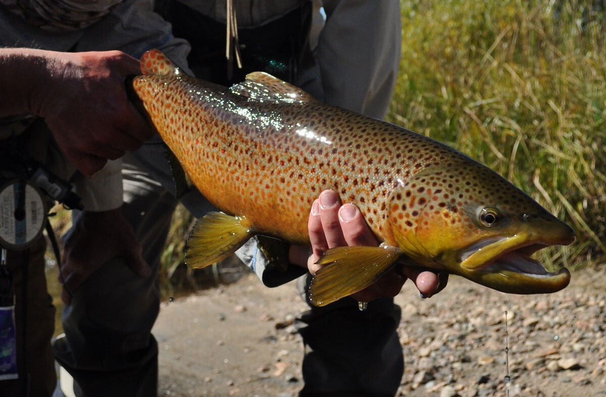 Premium Tungsten Nymph Flies for Trout Fishing - All Hook Sizes Included