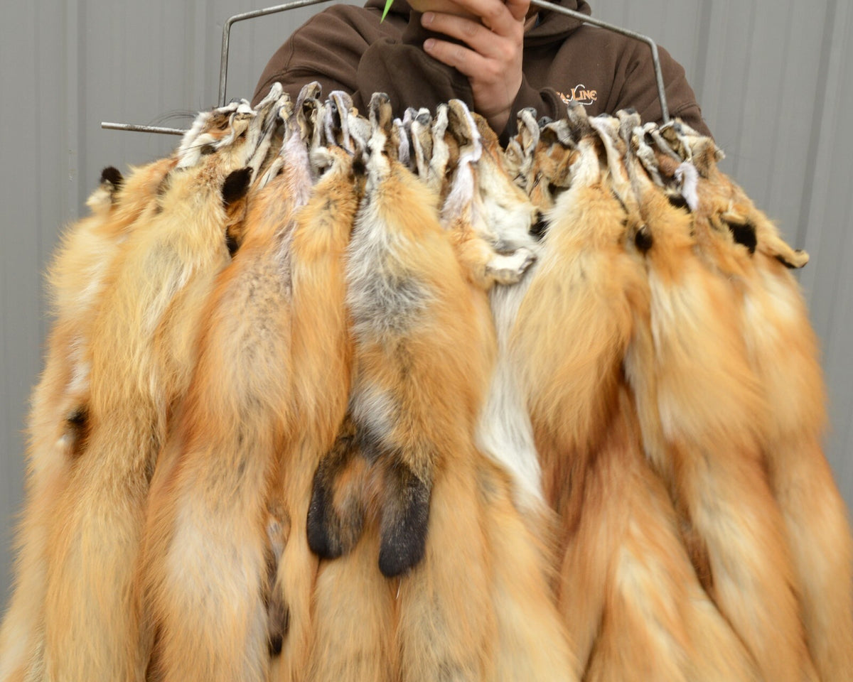 Western Heavy Red Fox Fur Pelts - Medium Grade for Décor & Crafting