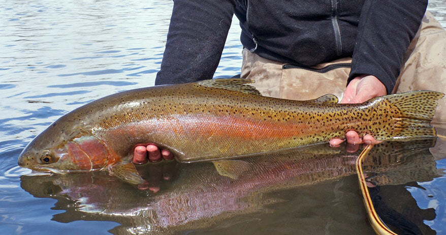 Premium Tungsten Nymphs Fly Fishing Flies for Trout - Multiple Hook Sizes