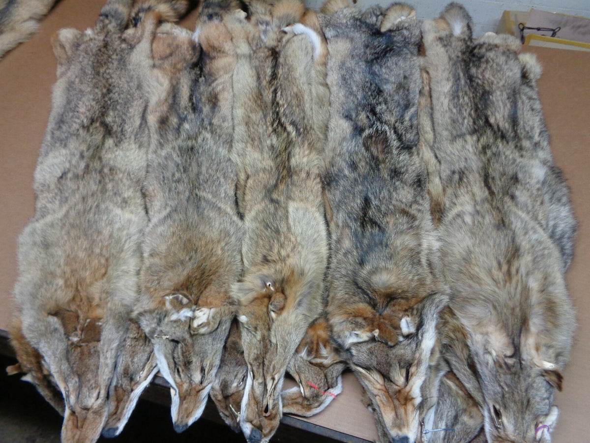 Prime Tanned Coyote Hide - XXL/XL Semi-Heavy Fur with Full Tail for Crafts & Taxidermy