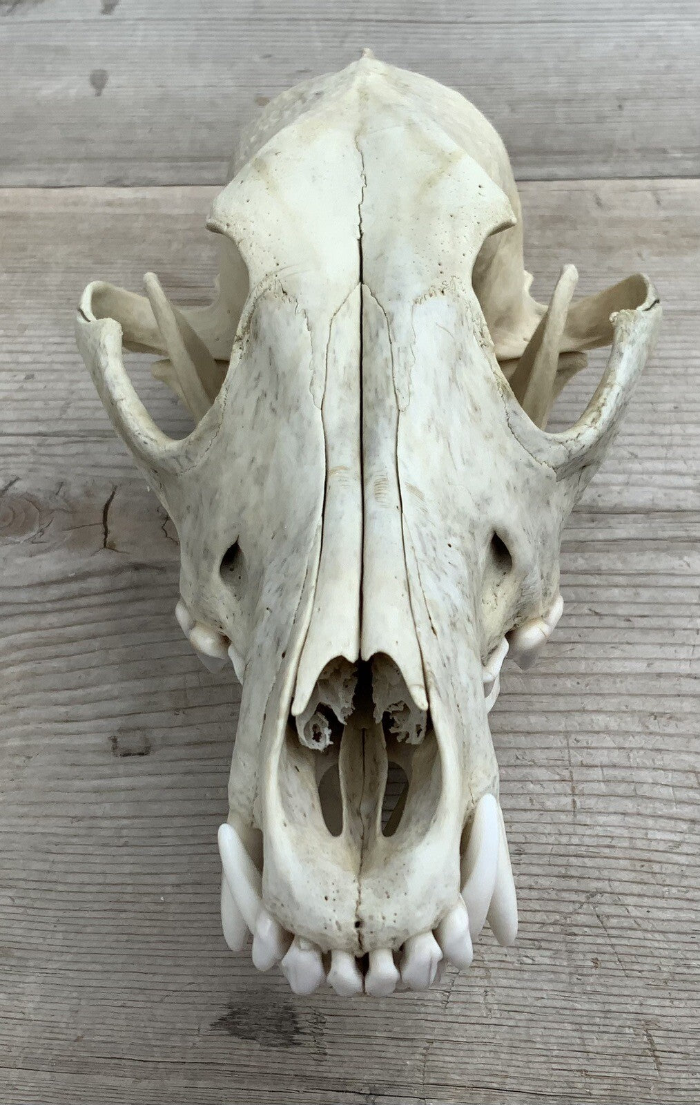 Authentic Montana Coyote Skull - Nature Cleaned, Real Taxidermy Display