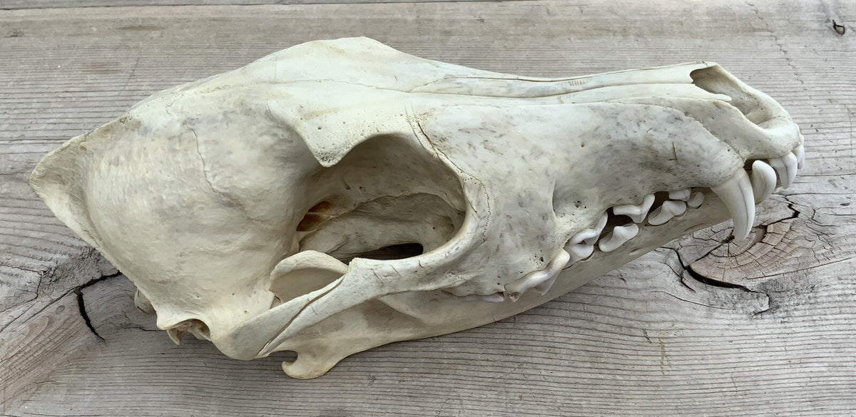 Authentic Montana Coyote Skull - Nature Cleaned, Real Taxidermy Display