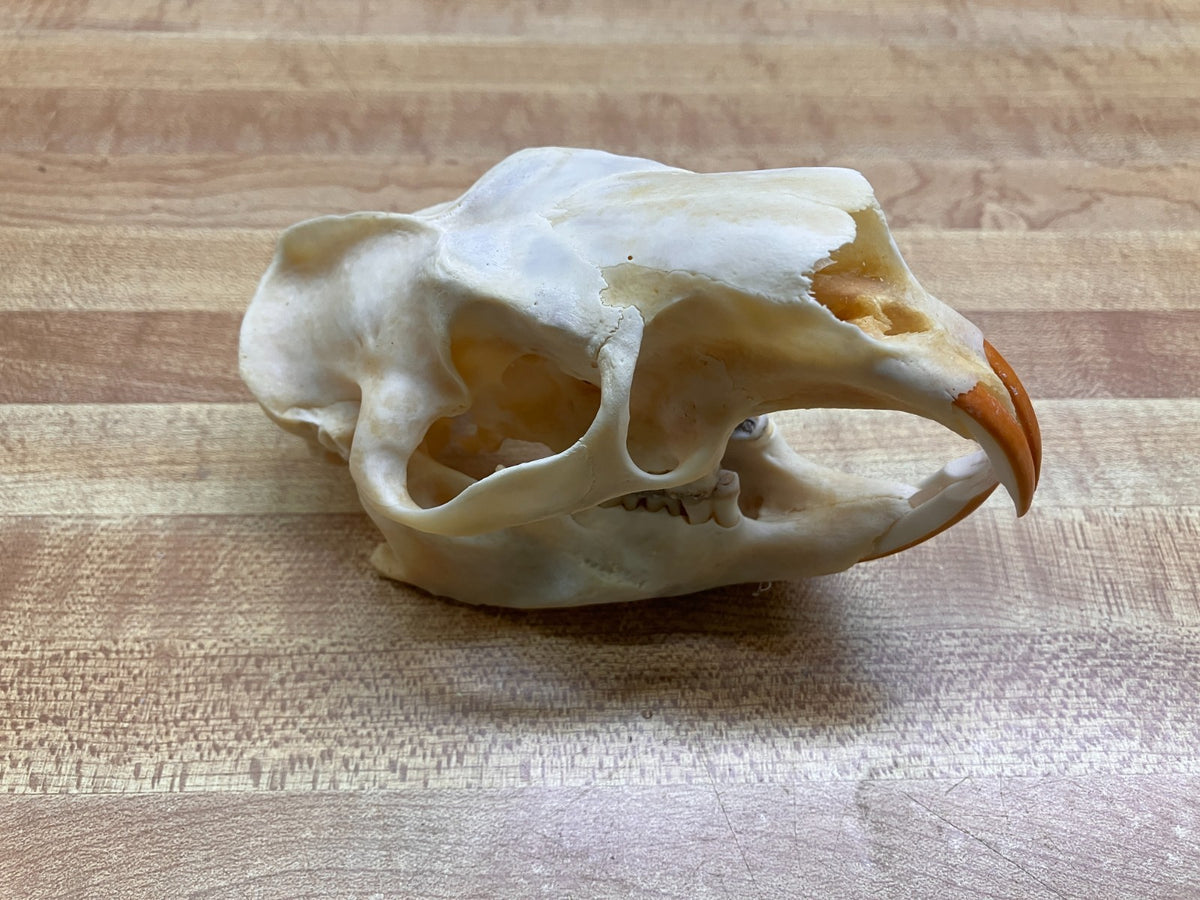 Real Bone Porcupine Skull - Decorative Natural Animal Skull, 4-5 Inches