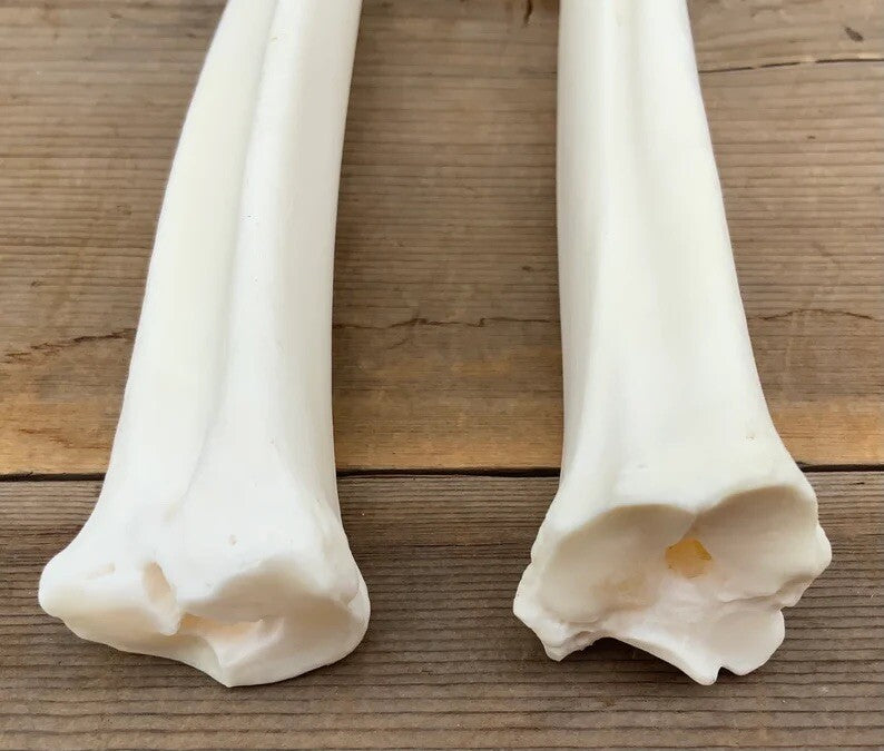 Deer Leg Cannon Bones - 8-11 Inch Metacarpal & Metatarsal Bones for Crafts