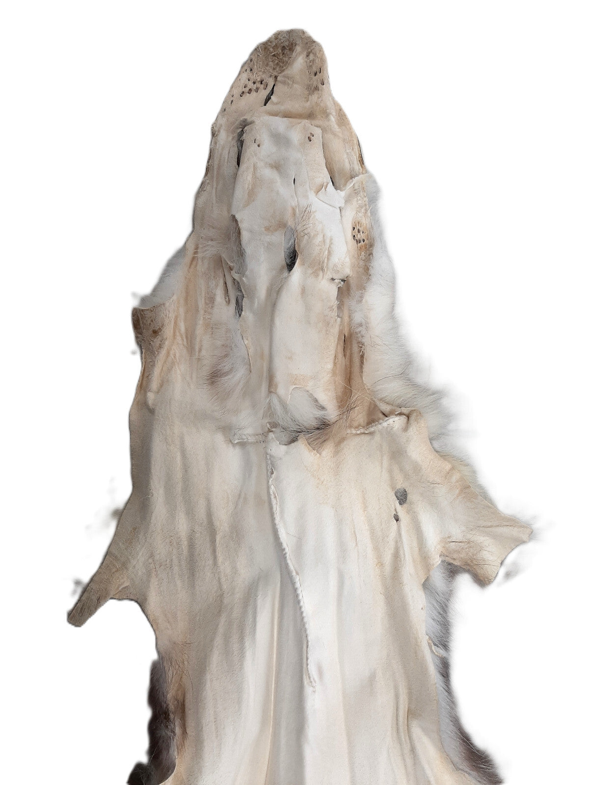 Opossum Pelts for Crafting - Open Tanned, Soft Fur, 26-28 Inches