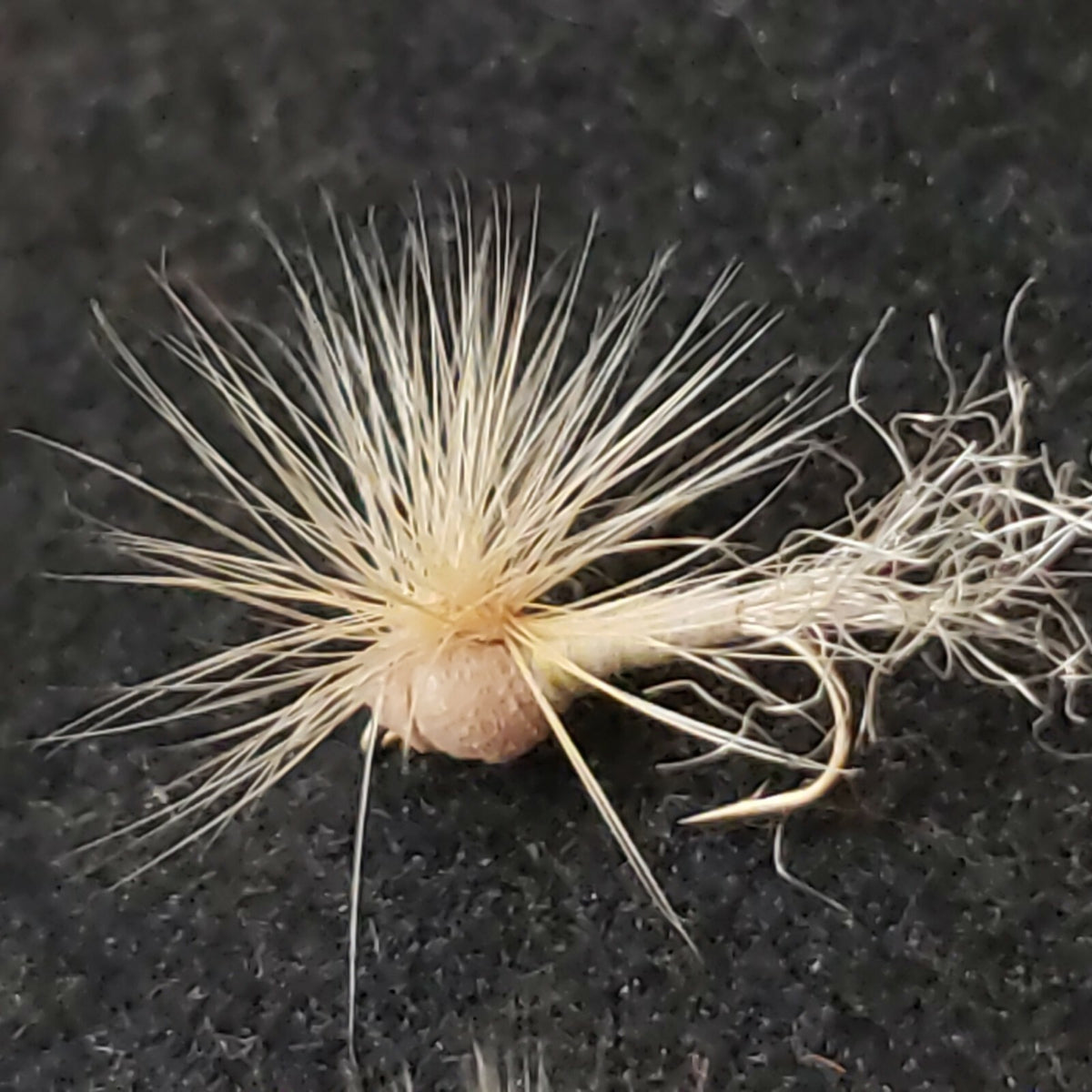 Fly Fishing Dry Trout Flies #16 Hackle Stacker Dun Light - Custom Tied