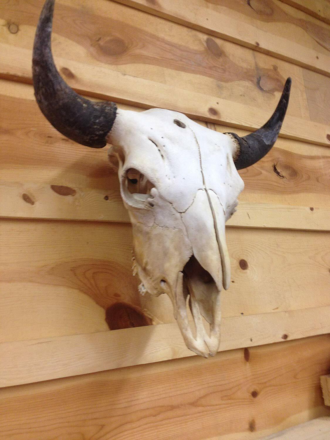 Heavy Duty Skull Hanger Bracket for Buffalo, Elk, Moose, Cattle Displays