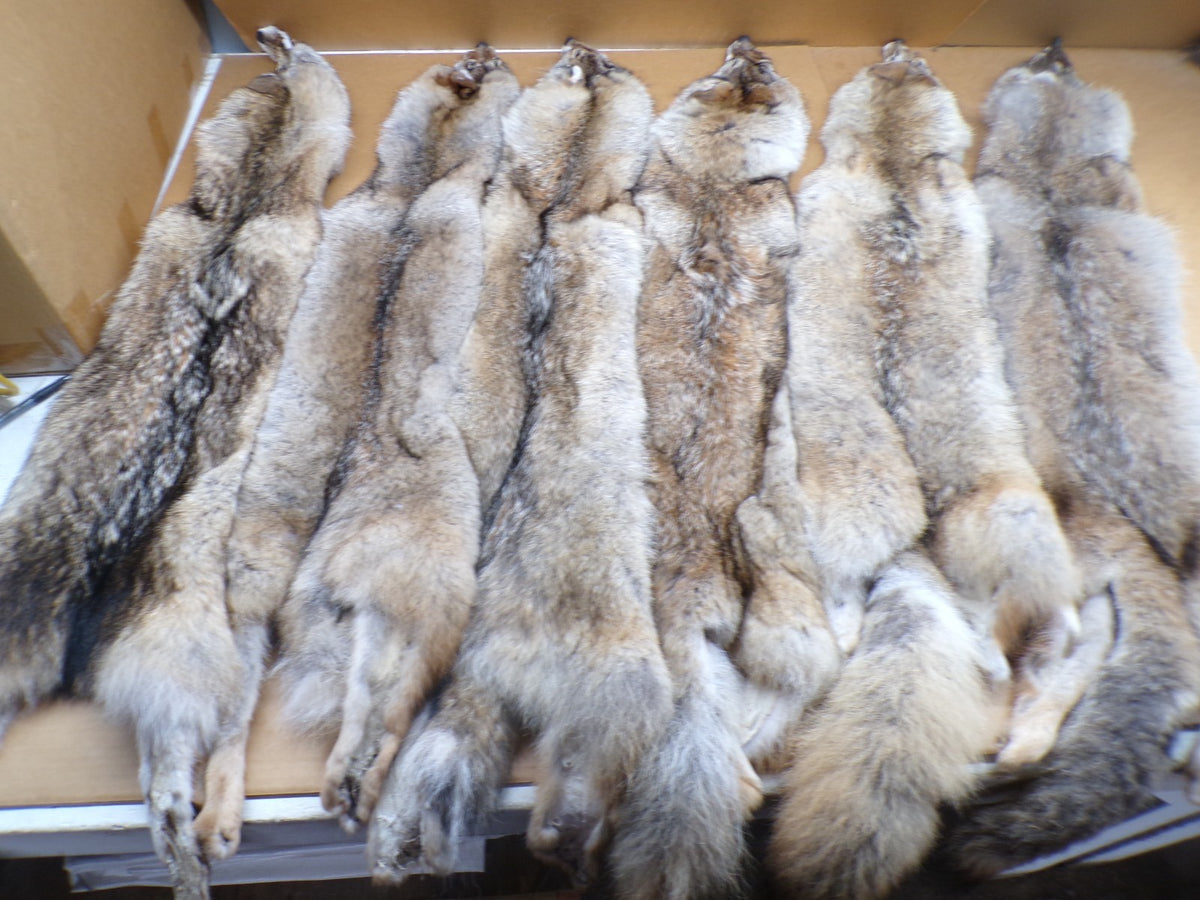 Professionally Tanned Eastern Coyote Hide - Fur & Leather for Crafting or Taxidermy