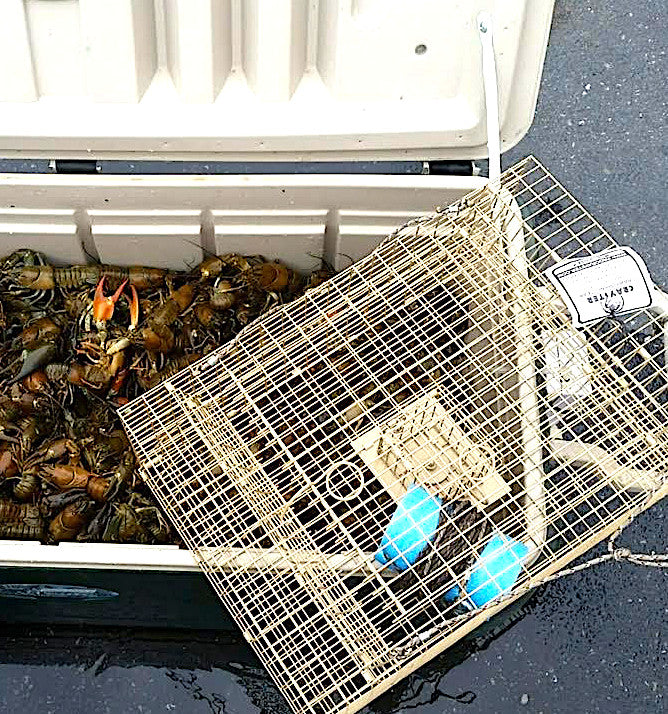 Large Crawfish Trap for Lakes & Rivers - Durable Steel, Camouflage, Bait Holder