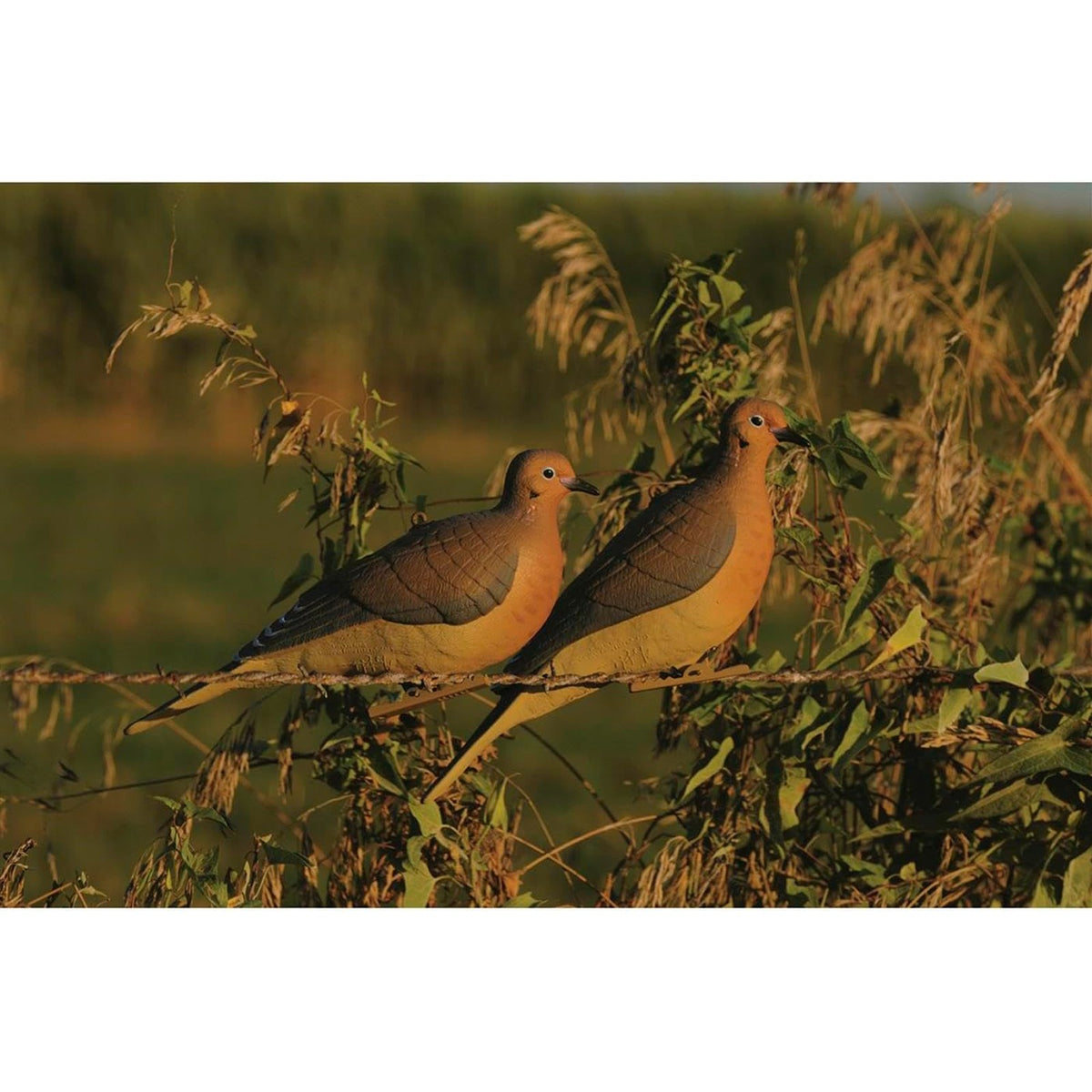 Realistic Mourning Dove Decoys Set - Full-Body Bird Hunting Props, 6 Pack