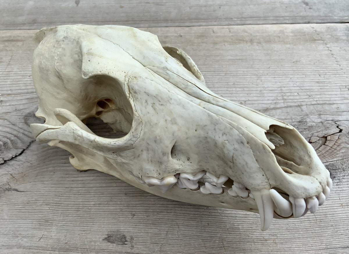 Authentic Montana Coyote Skull - Nature Cleaned, Real Taxidermy Display