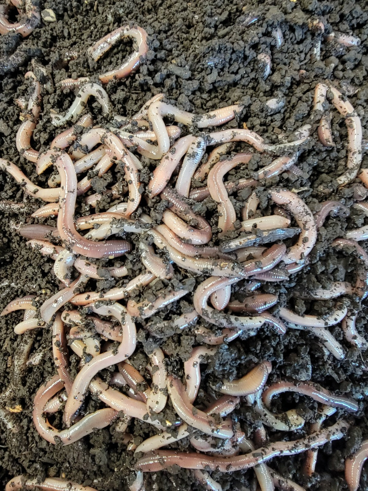 Live Baby Canadian Nightcrawlers for Fishing & Reptiles - Multiple Quantities