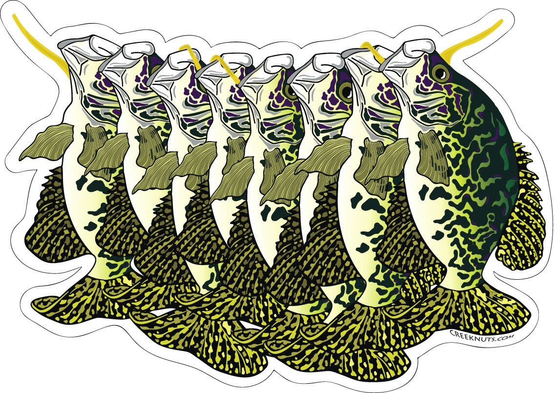 Crappie Stringer Sticker Decal - Waterproof Glossy Fly Fishing Accessory 5x3.5"