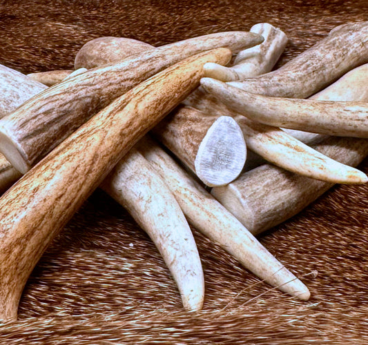 Premium Deer Antler Crafting Tips - A Grade, Multiple Sizes