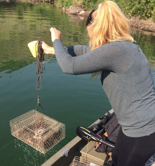 Large Crawfish Trap for Lakes & Rivers - Durable Steel, Camouflage, Bait Holder