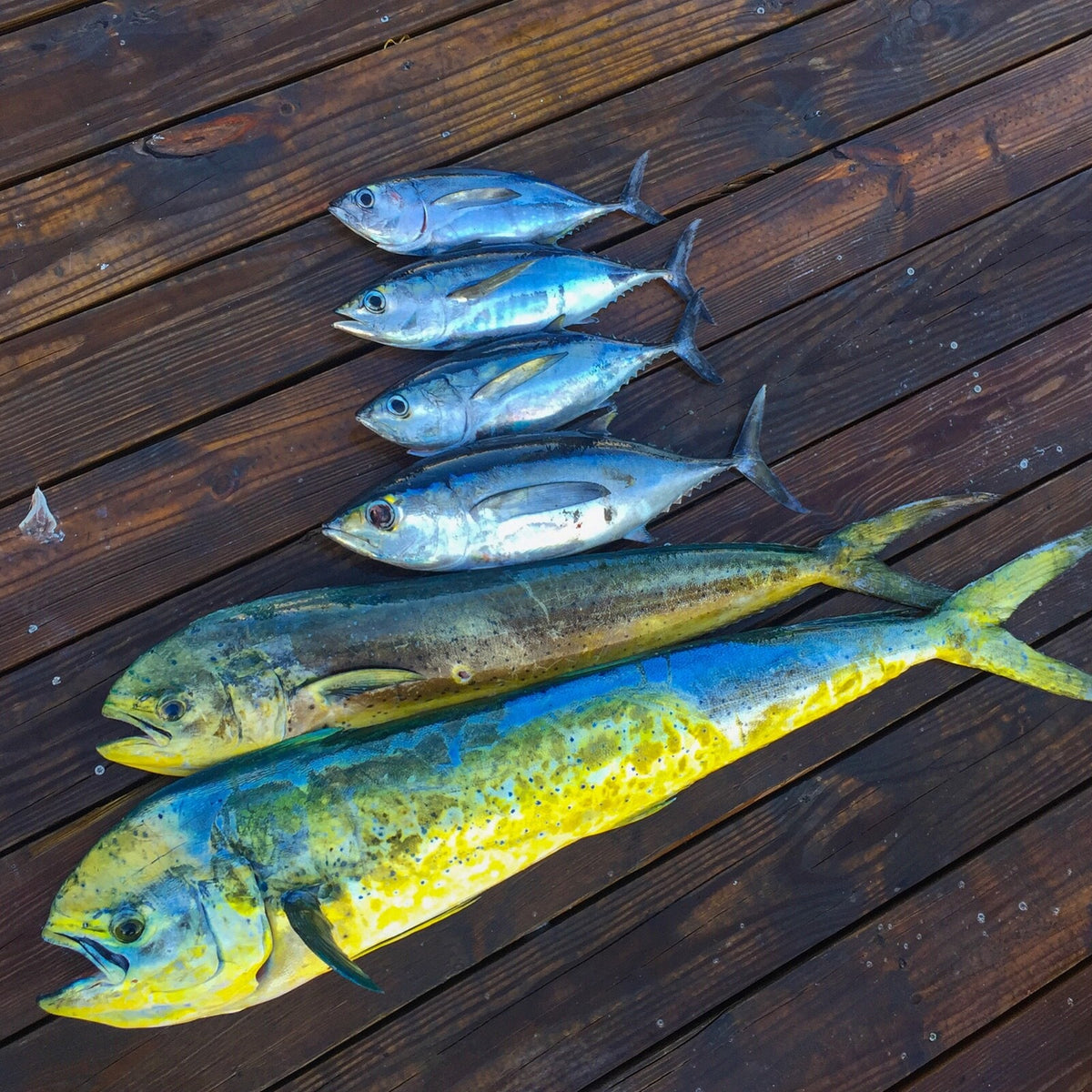 Saltwater Fishing Lure - Triple Squid Chain for Mahi Tuna & Pelagic Fish