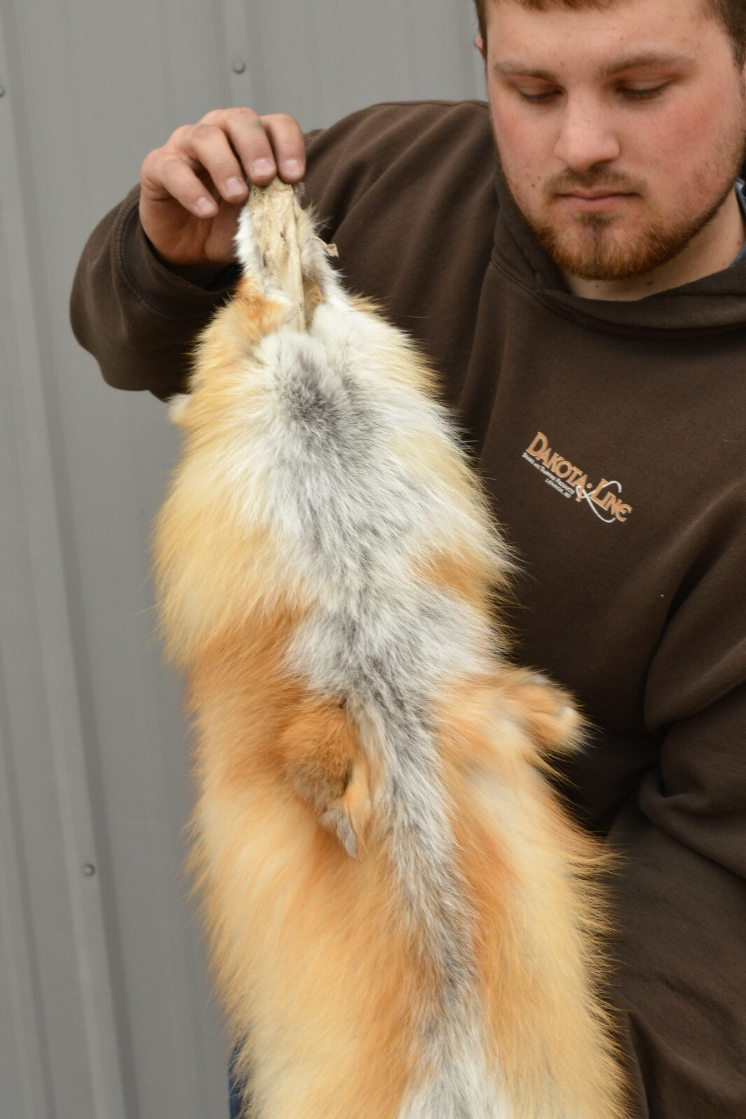 Western Heavy Red Fox Fur Pelts - Medium Grade for Décor & Crafting