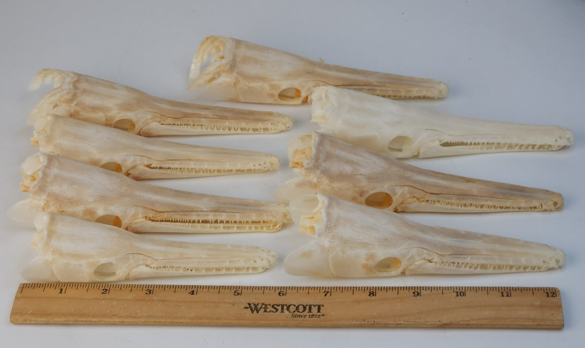 Real Spotted Gar Skull - Lepisosteus Oculatus - Decorative Fish Skull