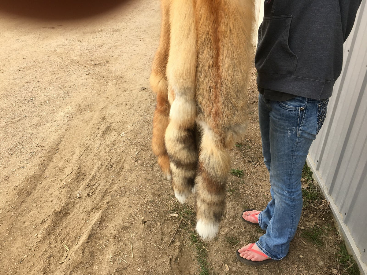 Heavy Red Fox Pelts for Crafts & Decor - Imperfect Grade, Western Region