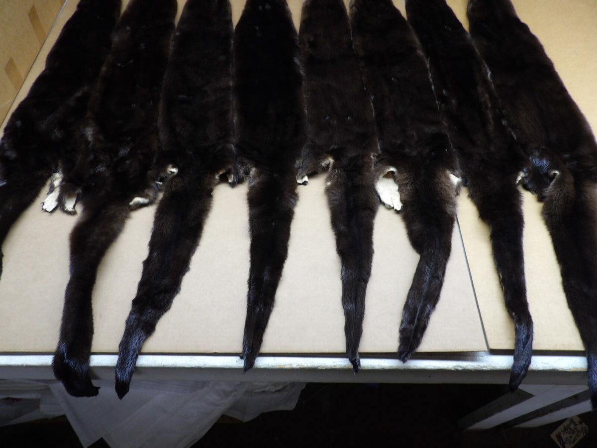 North American XXL Dark River Otter Pelts - Professionally Tanned Furs