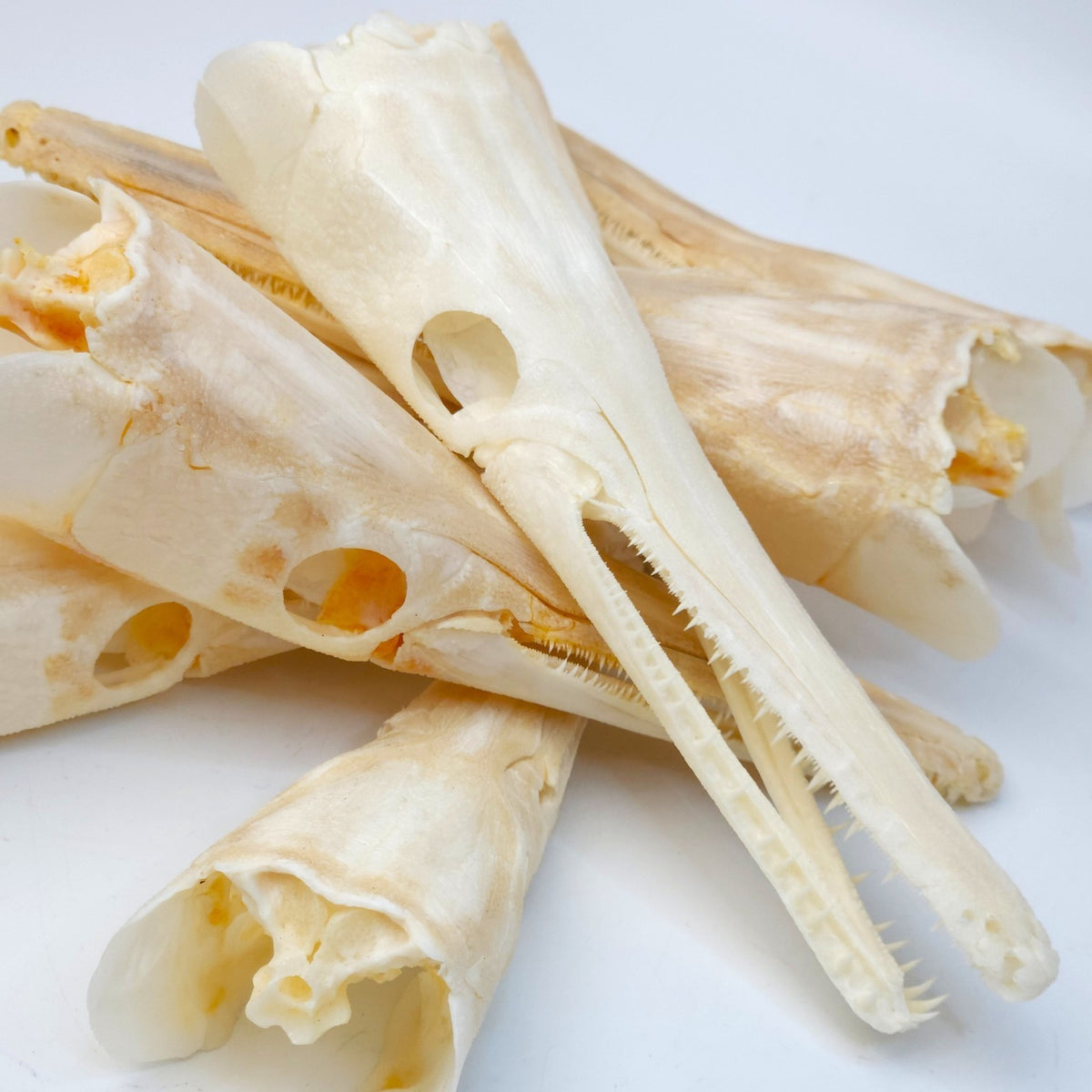 Real Spotted Gar Skull - Lepisosteus Oculatus - Decorative Fish Skull