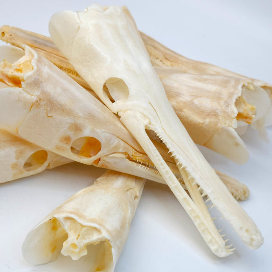 Real Spotted Gar Skull - Lepisosteus Oculatus - Decorative Fish Skull