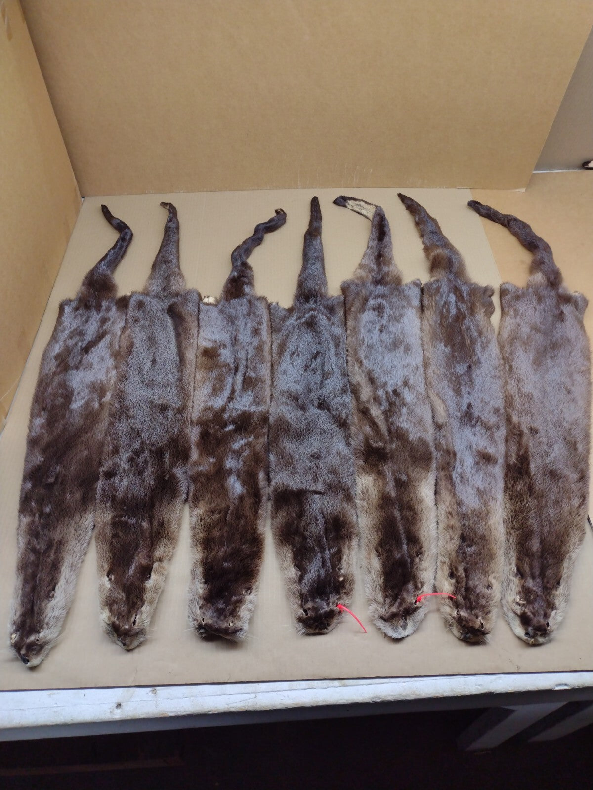 North American River Otter Pelt - Tanned XL #1 Grade Fur for Crafts & Decor