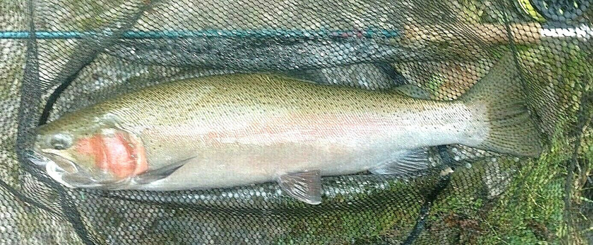 Premium Barbless Jig Hooks for Fly Fishing Euro Nymph Tying - Multiple Sizes