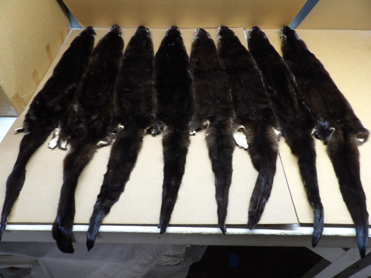 North American XXL Dark River Otter Pelts - Professionally Tanned Furs