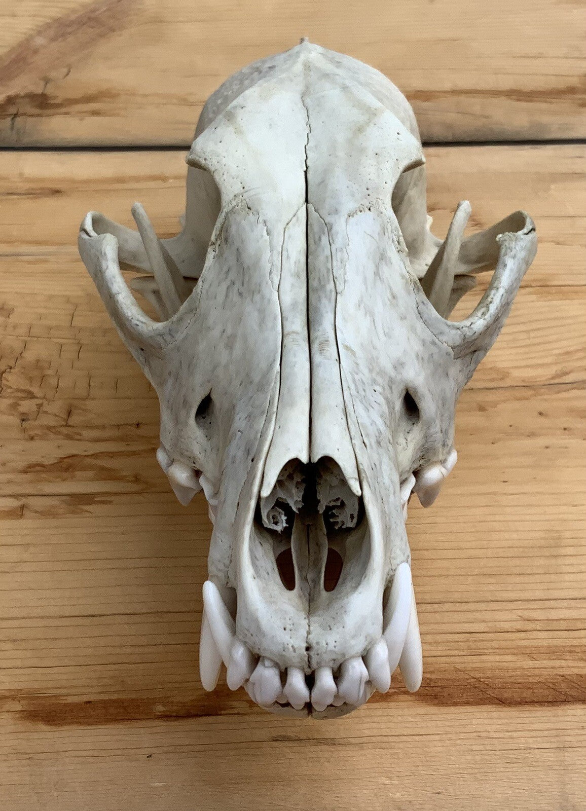 Authentic Montana Coyote Skull - Nature Cleaned, Real Taxidermy Display