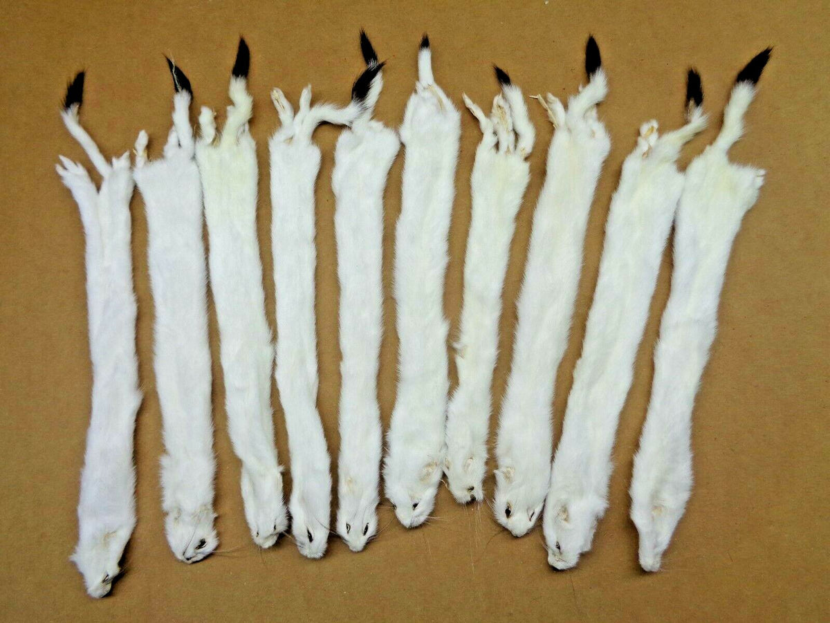 L Tanned Ermine & Weasel Fur for Crafting Wall Decor & Stocking Stuffers