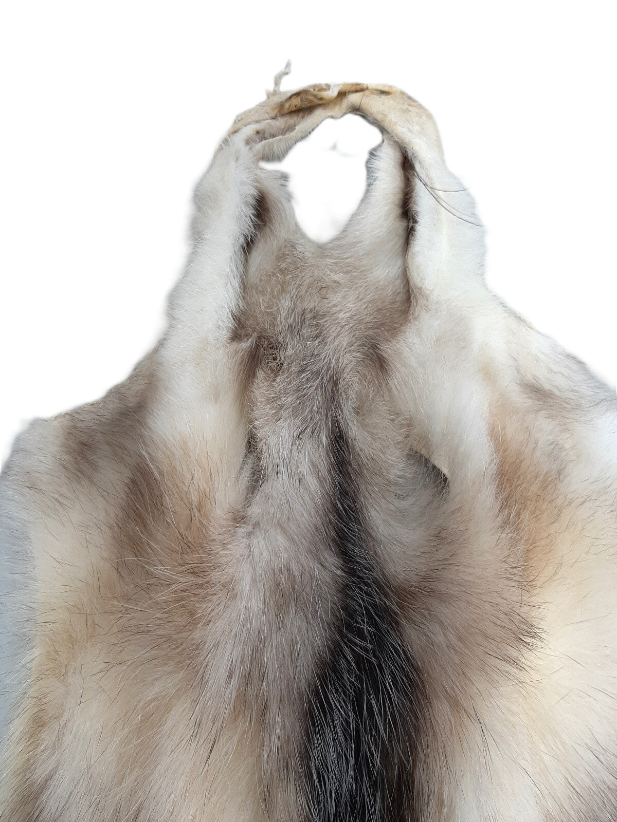 Opossum Pelts for Crafting - Open Tanned, Soft Fur, 26-28 Inches