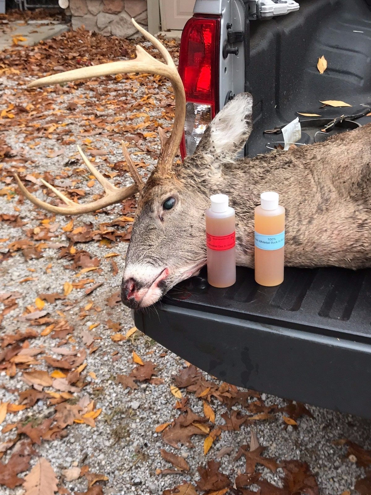 Deer In Heat Urine Lure - All Sizes for Hunting, Buck Estrous Scent